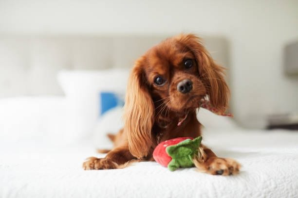 A young spaniel resting on a bed